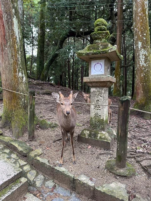 Nara deer at Kasuga Taisha Shrine, Nara, Japan