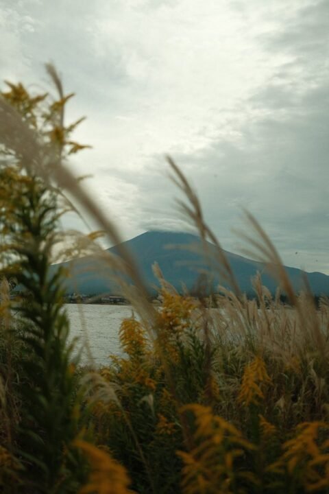 view of Mt Fuji at Oishi park Lake Kawaguchiko Japan
