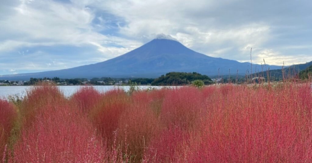 Mt. Fuji at Oishi park, Lake Kawaguchiko, Japan