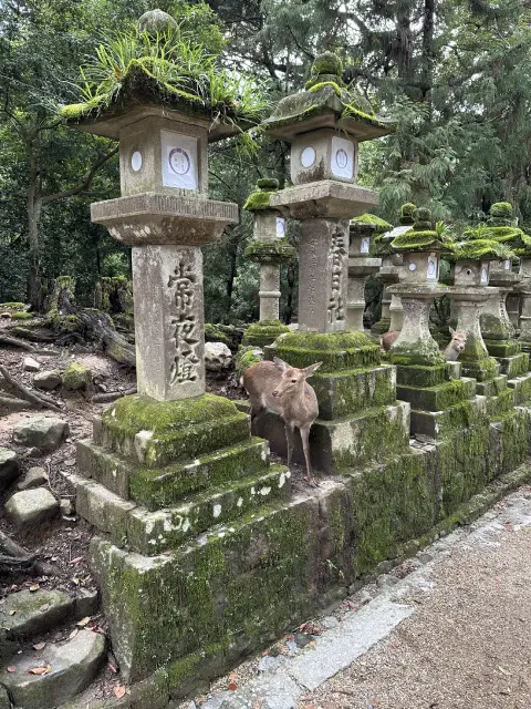 Nara deer at Kasuga Taisha Shrine, Nara, Japan