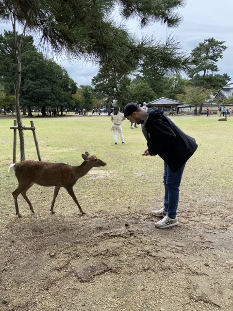 Nara deer at Nara Park, Nara, Japan