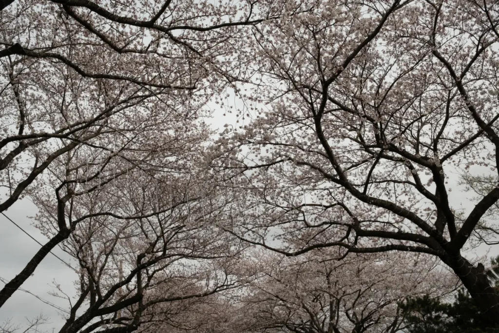 Jeju Cherry Blossom Spots