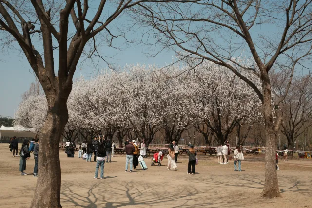 cherry blossoms at Seoul Forest, Seoul, South Korea