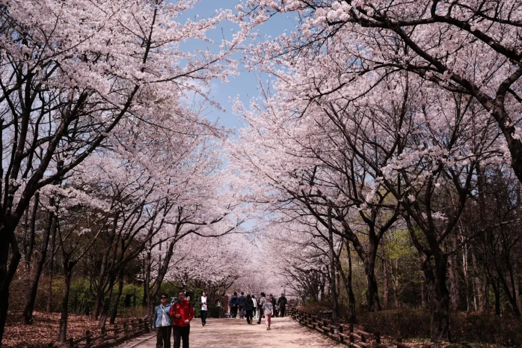Ultimate Seoul Spring Itinerary: 9 Days of Cherry Blossoms & Hidden Gems