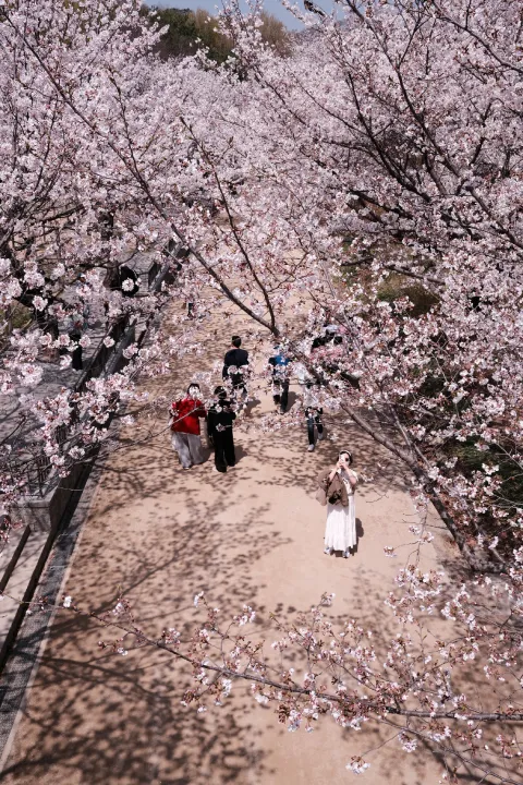 cherry blossoms, Seoul Forest, Seoul, South Korea