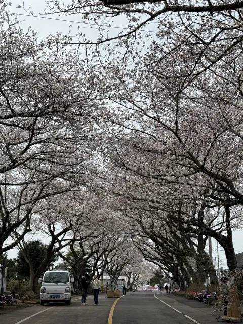 cherry blossom tunnel, Aewol, Jeju Island, South Korea