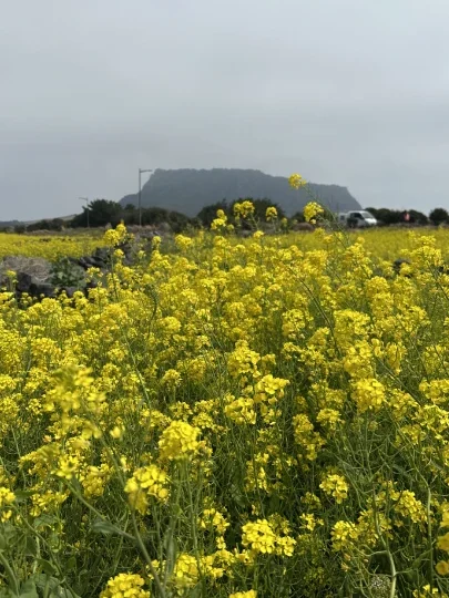 canola field at Seongsan, Jeju Island, South Korea