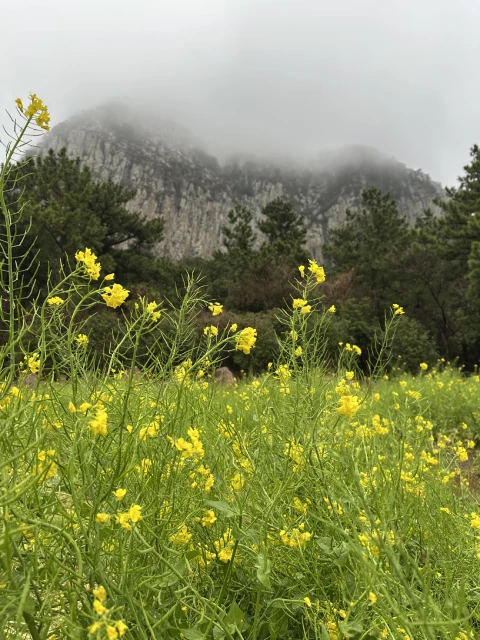 Sanbangsan Canola Field, Jeju Island, South Korea