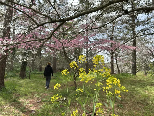 cherry blossoms at Hallim Park, Jeju Island, South Korea