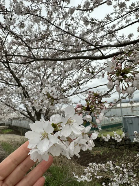 cherry blossoms full bloom Jeju Island, South Korea