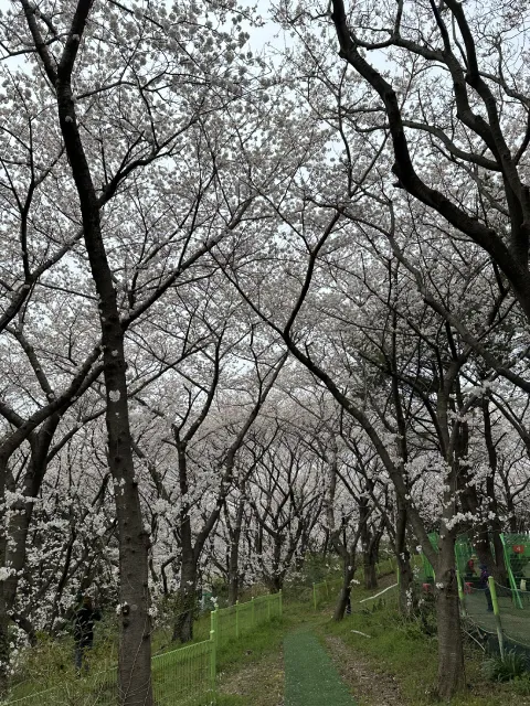 cherry blossoms at Jeju Sports Complex, Jeju Island, South Korea