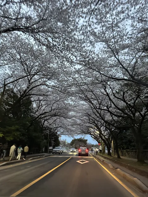 cherry blossoms tunnel along Jeju University Road, Jeju Island, South Korea