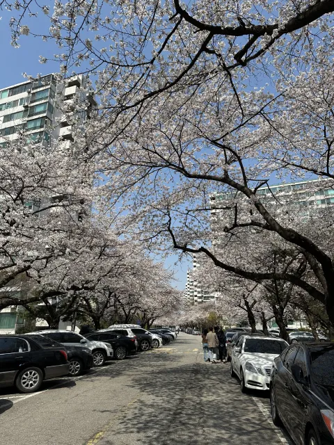 cherry blossoms at Songpa-daero (567), Seoul, South Korea
