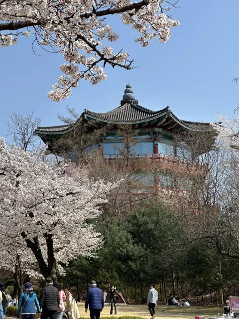 cherry blossoms at Seoul Children’s Grand Park, Seoul, South Korea