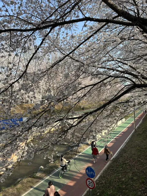 cherry blossoms at Yangjaecheon Stream, Seoul, South Korea