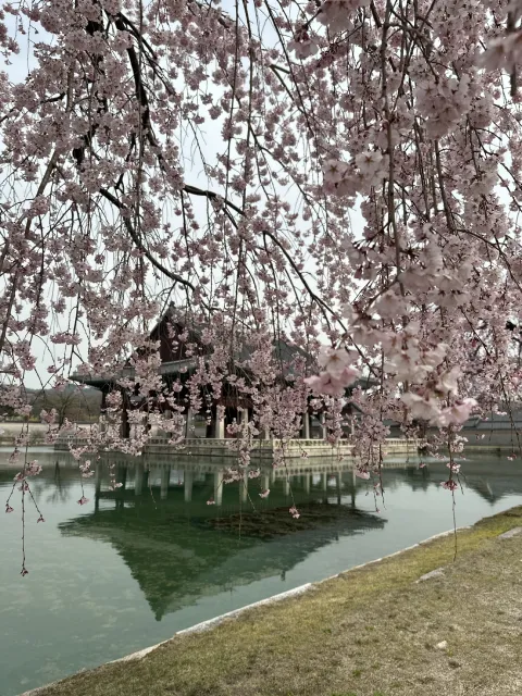 weeping cherry blossoms at Gyeongbokgung Palace, Seoul, South Korea