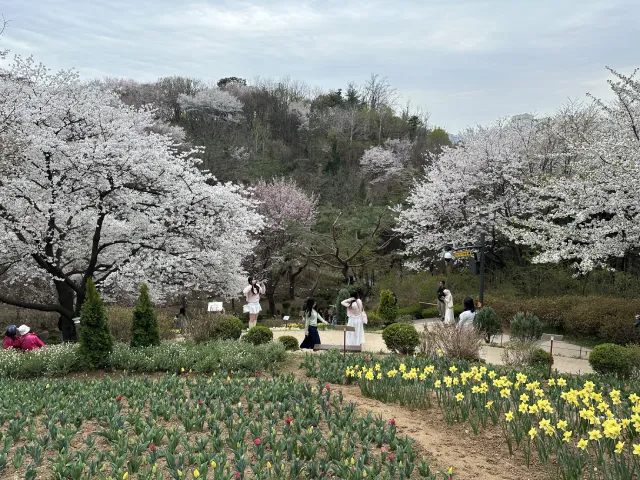 flower garden with cherry blossoms at Yeonhui Forest, Seoul, South Korea