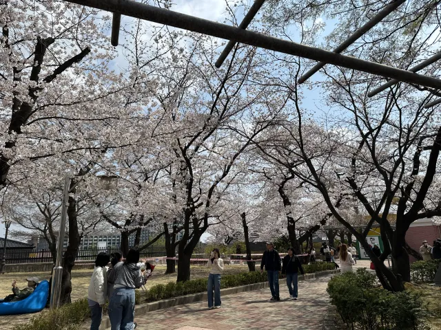 cherry blossoms at Jeongdok Public Library, Seoul, South Korea