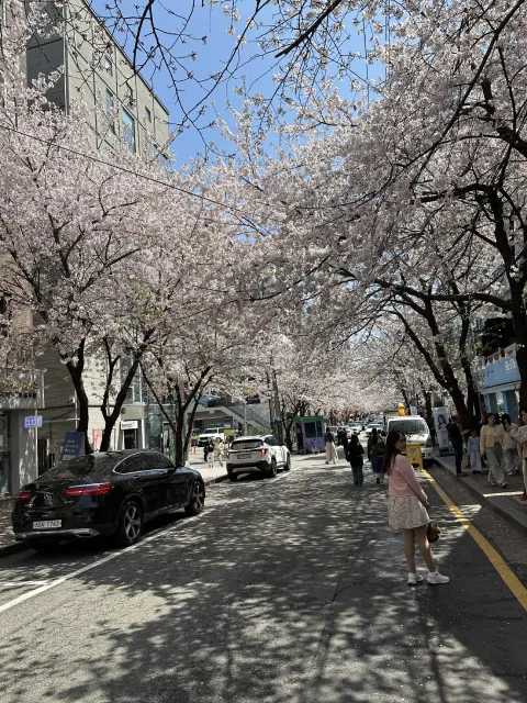 cherry blossoms at Hapjeong-dong Café Street, Seoul, South Korea