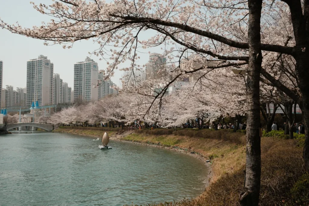 Ultimate South Korea Cherry Blossom Itinerary: Spring Guide